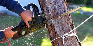 Reliable Shillington, PA Tree Services Solutions